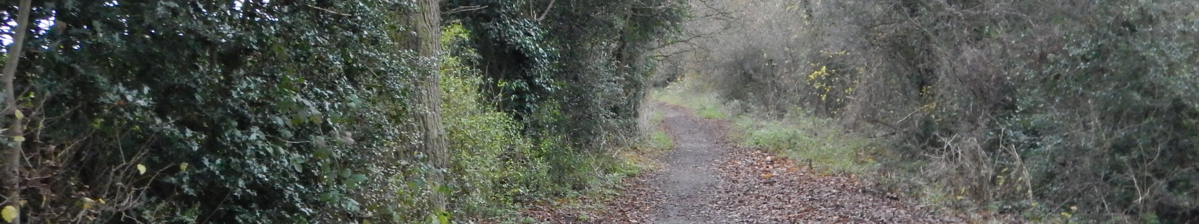 Photograph of Aldenham 77 bridleway taken in 2021 showing route between hedgerows