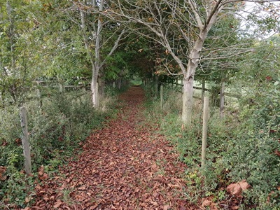 Photograph of Barkway 17