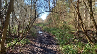 Photograph of Brickendon Liberty 30 bridleway