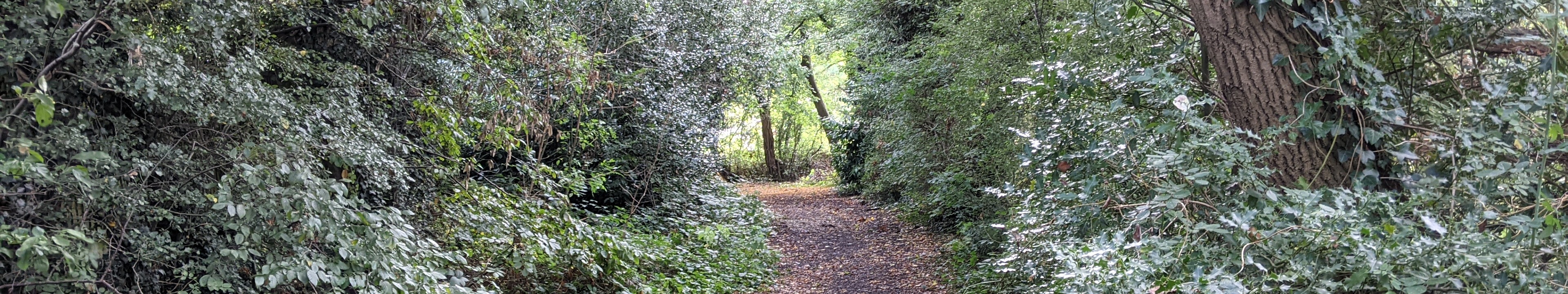 Image of Bushey 52 bridleway (Whomsoever Lane) taken in 2021 by Michael Rackham showing track between hedgerows