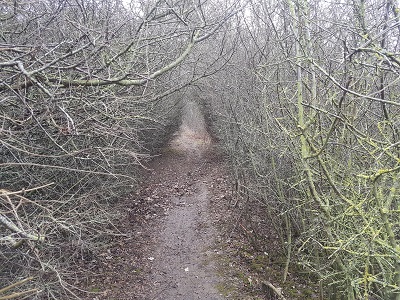 Photgraph of Chalton 10 byway