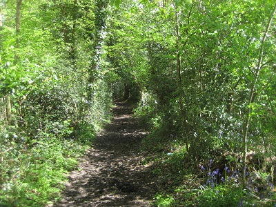 Looking NE along Piggy Lane