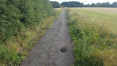 Photograph of Old Graveley Lane