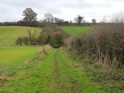 Photograph of Great Munden 36 restricted byway