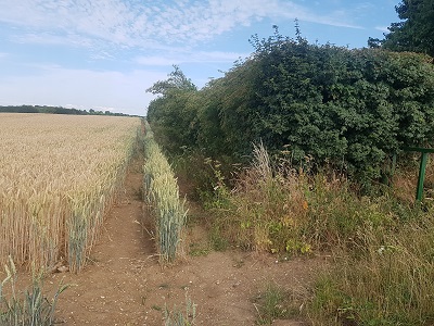 Photograph of Hexton 2 path