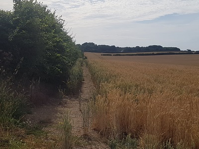 Photograph of Hexton 2 path