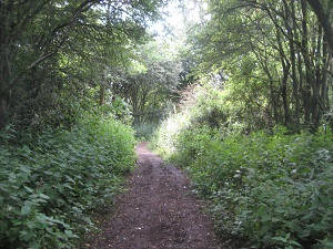 Lilley 12 photograph