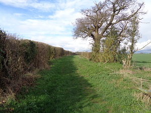Offley 41 photograph