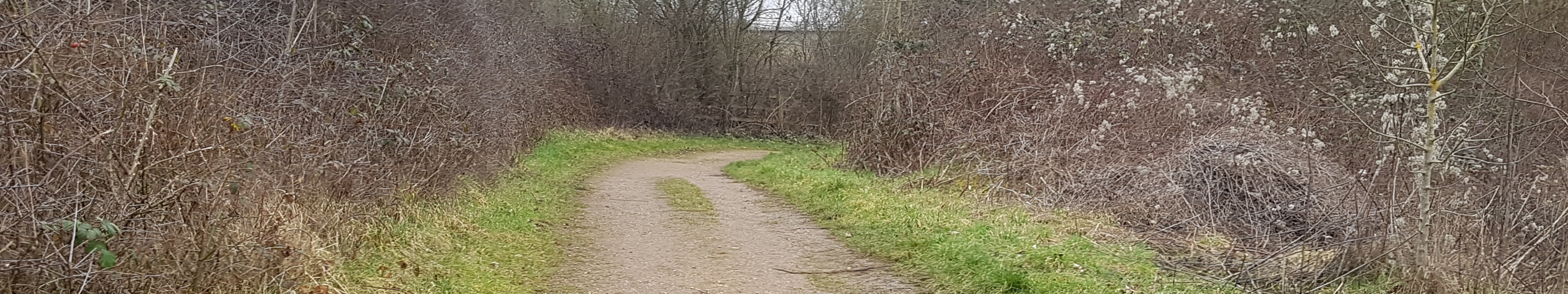 Image of Rickmansworth 10A bridleway taken in 2023 showing track between hedges before it turns to go under the A road