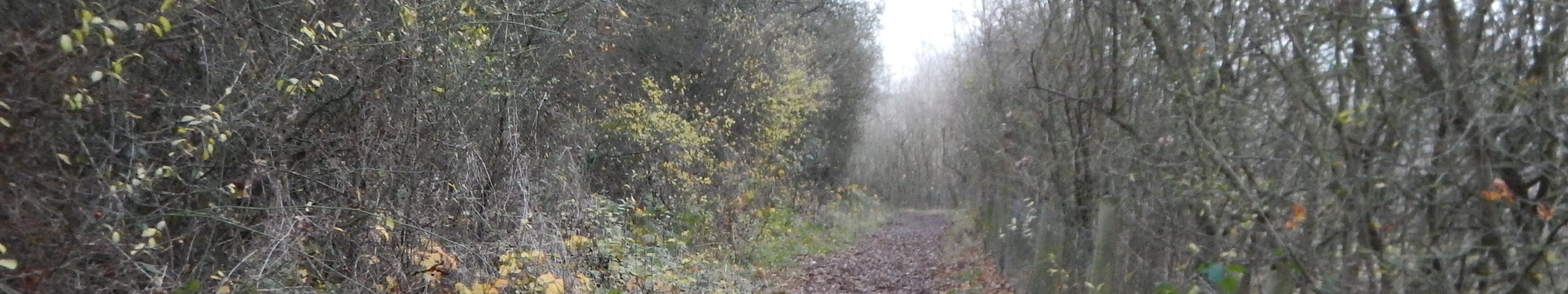 Image of Shenley 10 bridleway taken in 2021 showing track between hedgerows