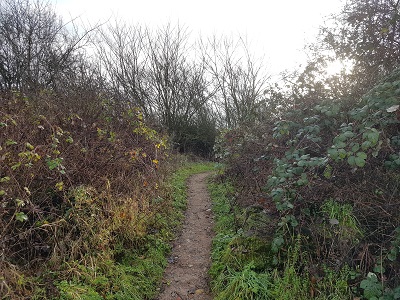 Photograph of Metropolitan Common Land CL295