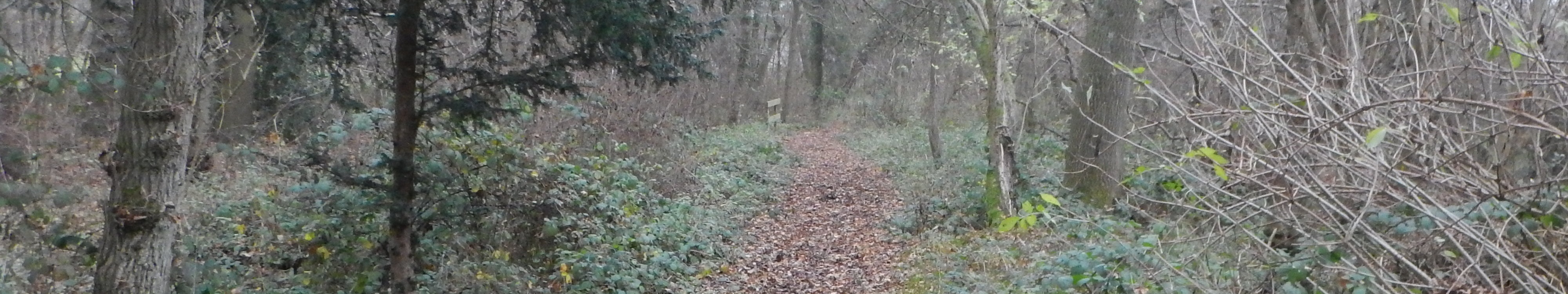 Image of Shenley 33 byway taken in 2021 showing path through wooded area