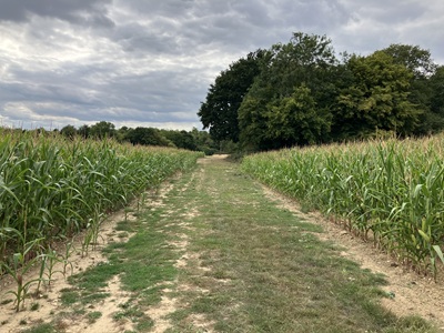 Photograph of St Stephen 1 bridleway