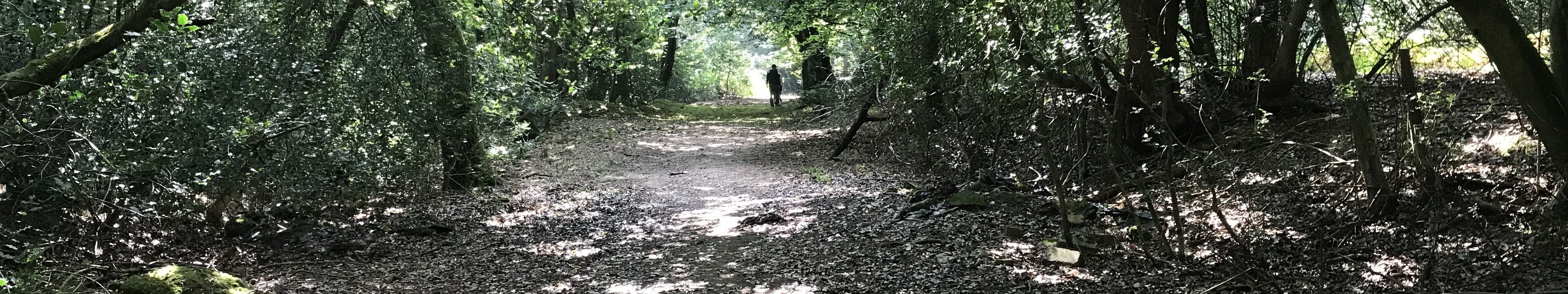Image of St Stephen 72 byway taken in 2021 showing path  through woods