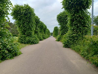 Photograph of Lime Way route