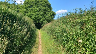 Photo of Tewin 4 bridleway