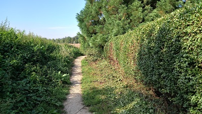 Photograph of Thorley Wish List 1 path