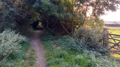 Photograph of Woolmer Green 9